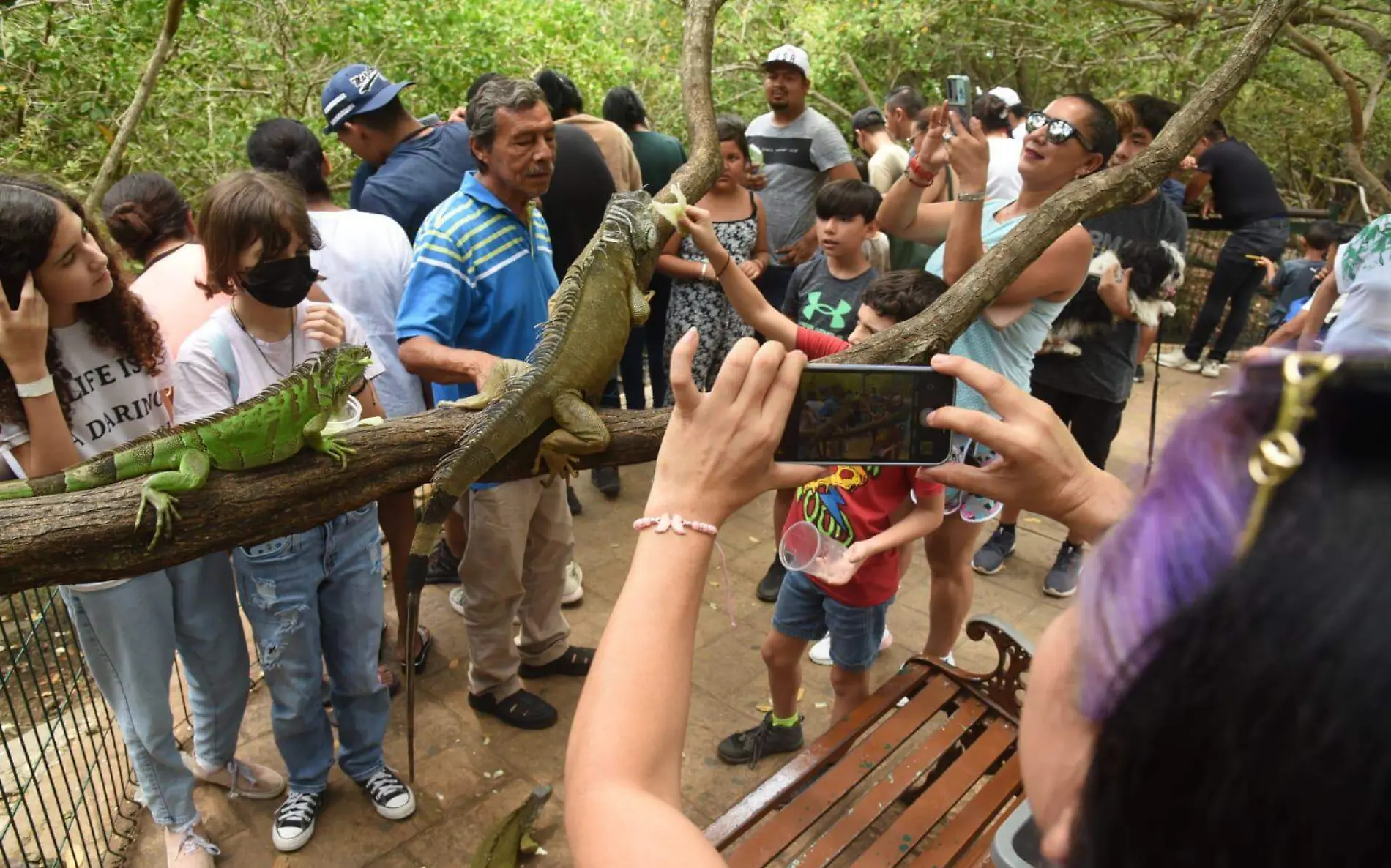 iguanas y cocos